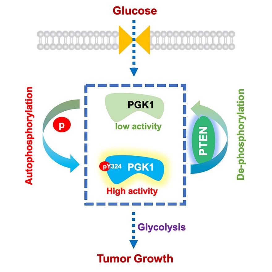 钱旭教授课题组揭示抑癌基因pten抑制糖酵解活性新机制